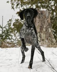 Black And White German Shorthaired Pointer Puppy Snow Pointer German Shorthaired Pointer Black German Shorthaired Pointer Pointer Puppies