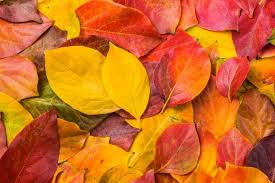 Free for commercial use no attribution required high quality images. The Best Nature Activities To Do In Autumn Discover Wildlife