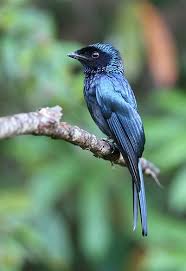 Pin On Birds Dicruridae Drongos