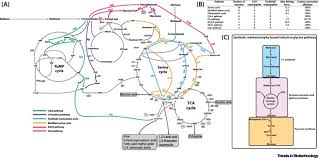 Most loss of use insurance provides coverage based on the cost of the residence. Engineered Methanotrophy A Sustainable Solution For Methane Based Industrial Biomanufacturing Trends In Biotechnology