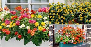We did not find results for: 32 Appealing Cascading Flowers For Window Boxes Balcony Garden Web
