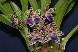 404 File Or Directory Not Found Orchideen