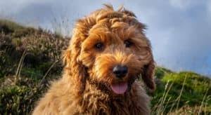 Even when breeding for cross breed puppies. Find Cockapoo Breeders Near You Complete List By State