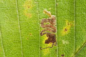 Image result for Stigmella lemniscella