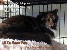 Pin On Cat Rescue