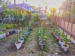 Kamu ingin bercocok tanam tapi lahan rumah yang sempit jadi penghalang? Manfaatkan Pekarangan Rumah Untuk Bercocok Tanam Steemkr