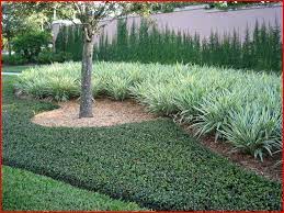 Dig holes, place plants in the holes at the right depth, then fill in around the plants with soil. Asiatic Jasmine Ground Cover Plants Jasmine Ground Cover Ground Cover