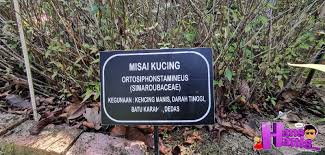 Keladi lambuk yang ditanam di taman herba batu gajah. Hidangan Minuman Herba Di Taman Herba Tasik Kenyir Hans