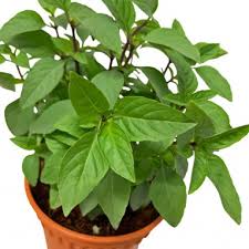 Great mix of thai, malay, indian Laksa Leaf Persicaria Odorata