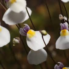 Image result for Utricularia sp.no.1