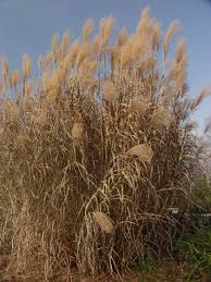 Image result for Miscanthus violaceus