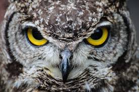 صور البومة صور ومعلومات عن البومة Owl Pictures Owl Who Owl