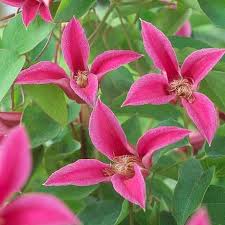This deep red beauty is especially nice since it blooms well along the stems as well as the tips. Clematis