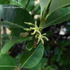 Image result for Cryptolepis apiculata