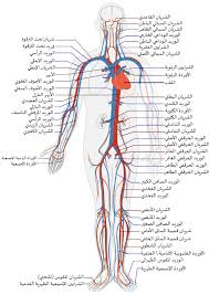 وعاء دموي ويكيبيديا