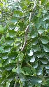 Image result for Limeum fenestratum