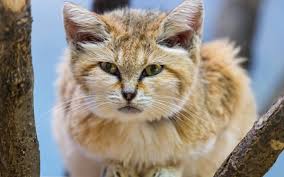 沙丘猫 shāqiūmāo 听觉 tīngjué 敏锐 mǐnruì ， 即使 jíshǐ 是 shì 躲 duǒ 在 zài 地 dì 表 biǎo 下 xià 的 de 动物 dòngwù 它们 tāmen 也 yě 能 néng 找 zhǎo 到 dào. æ²™ä¸˜çŒ«å›¾ç‰‡ç¬¬5å¼ å°ºå¯¸ 1680x1050 å¤©å ‚å›¾ç‰‡ç½'
