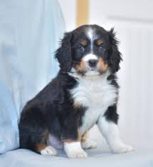 Akc bernese mountain dog puppies 970.34 miles. Mini Bernese Mountain Dog Puppies For Sale Happy Valentines Day Happyvalentinesday2016i