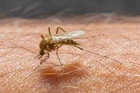 Fortunately, officials have not identified any mecklenburg county residents with neuroinvasive west nile. West Nil Fieber Was Ist Das Gesundheit De