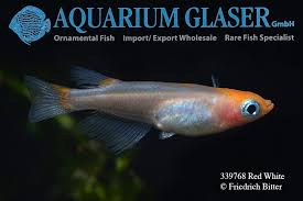 Alison has been interested in fish and aquariums for over five years. Oryzias Latipes Medaka Breeding Forms Aquarium Glaser Gmbh