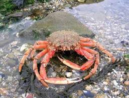 Epingle Sur Fruits De Mer