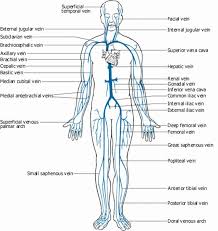There is a printable worksheet available for download here so you can take the quiz with pen and paper. Diagram Human Body Vessel Diagram Full Version Hd Quality Vessel Diagram Widewebdiagram Smithmagenisitalia It