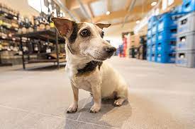See reviews, photos, directions, phone numbers and more for animal house pet store locations in west monroe, la. The 10 Best Pet Stores In West Virginia