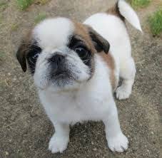 Only guaranteed quality, healthy puppies. Shih Tzu Cross Bulldog Cheap Buy Online