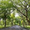 The new york department of environmental conservation confirms cyanobacteria is blooming in central park's turtle pond and harlem meer. 1