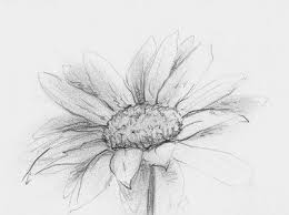 For the petals, draw eight elongated ovals. Urban Sketchers Indianapolis Daisy Flower Sketches Flower Sketch Pencil Daisy Drawing