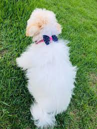 Pinscher e poodle cruzam acidentalmente - veja como ficou a filhote