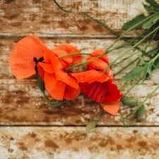 Image result for Poppy Red 1995 AAV