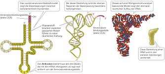 Maybe you would like to learn more about one of these? Von Der Dna Zum Protein Die Genexpression Springerlink