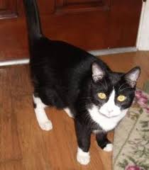 Tales of cats missing for long periods of time or turning up in strange places happen more often than you think, but when they are found and returned to their families, it's always a good story. 7 Rescued Cats And Lost And Found Cats Black White And Ideas Found Cat Cats Lost Found