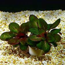 Lobelia Cardinalis Mini Regar As Plantas Planted Aquarium Plantas Aquaticas
