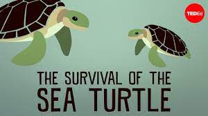 Japan recently overturned its ban on the creation of human. The Survival Of The Sea Turtle Youtube