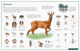 Vom kurzen aufenthalt bis zur langen reise oder geschäftsreise. Tierspuren Erkennen Lernposter Im Kinderpostershop Bestellen