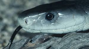 On a recensé près de 3000 espèces de serpents dans le monde dont environ 10 on y trouve plus de 70 espèces d'elapidés. Les Serpents Les Plus Dangereux D Afrique Du Sud 1ere Partie Afrique Du Sud Decouverte