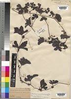 Image result for Trochomeria