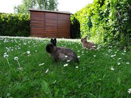 Lapins De Compagnie Au Jardin La Dure Vie Du Lapin Urbain