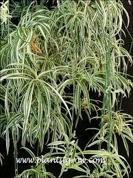 Image result for Chlorophytum ruahense