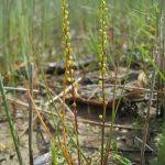 Image result for Triglochin striata