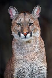 Pumas are solitary cats and have the largest ranges of all wild terrestrial mammals in the western hemisphere. Puma Animal Big Blue Cat Eyes Nature Sky Wild Hd Wallpaper Peakpx