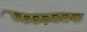 Image result for Aeschynomene heurckeana