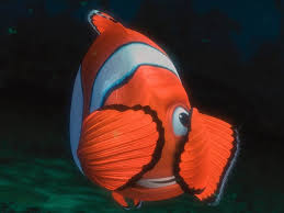 It's a fictional movie for because according to the movie, marlin and nemo are the only two clownfish left in their group. Great Character Marlin Finding Nemo By Scott Myers Go Into The Story