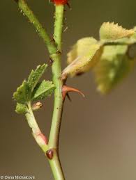 Image result for Cissus rubiginosa