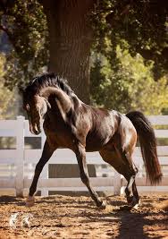 Sanceo Warmblood Stallion Dressage Gold Medal For Usa At The Pan Am Games 2015 With Sabine Schut Kery Horses Warmblood Horses Most Beautiful Horses