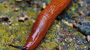 Snails are hardy and can survive in water ranging 65 to 82 degrees fahrenheit. How To Care For A Pet Garden Slug Pethelpful