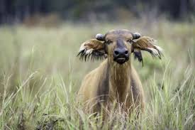 11 Night Congo Basin Exploration Tailor Made Itinerary