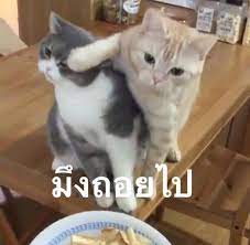 ป กพ นโดย ผ วท แปลว าชานยอล ใน meme ร ปแมวขำๆ ภาพขำๆ ล กแมว